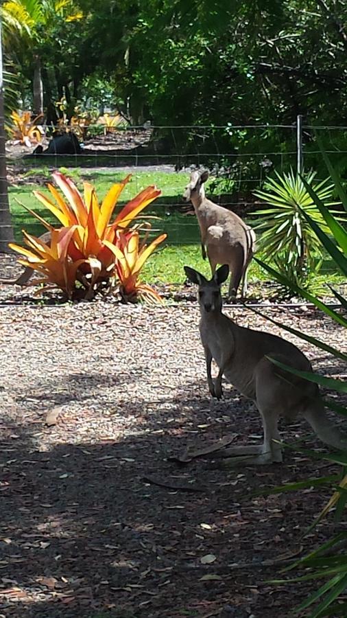 Bluegrass Bnb Bundaberg Exterior foto