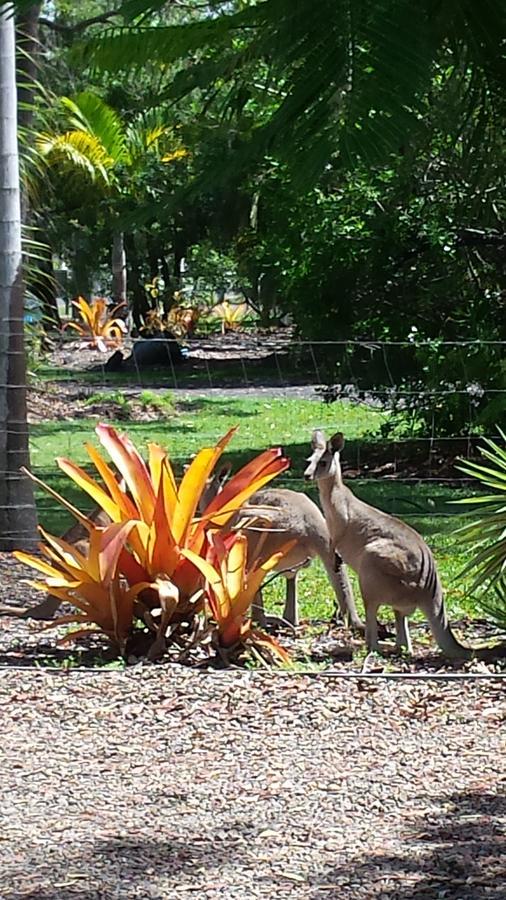 Bluegrass Bnb Bundaberg Exterior foto